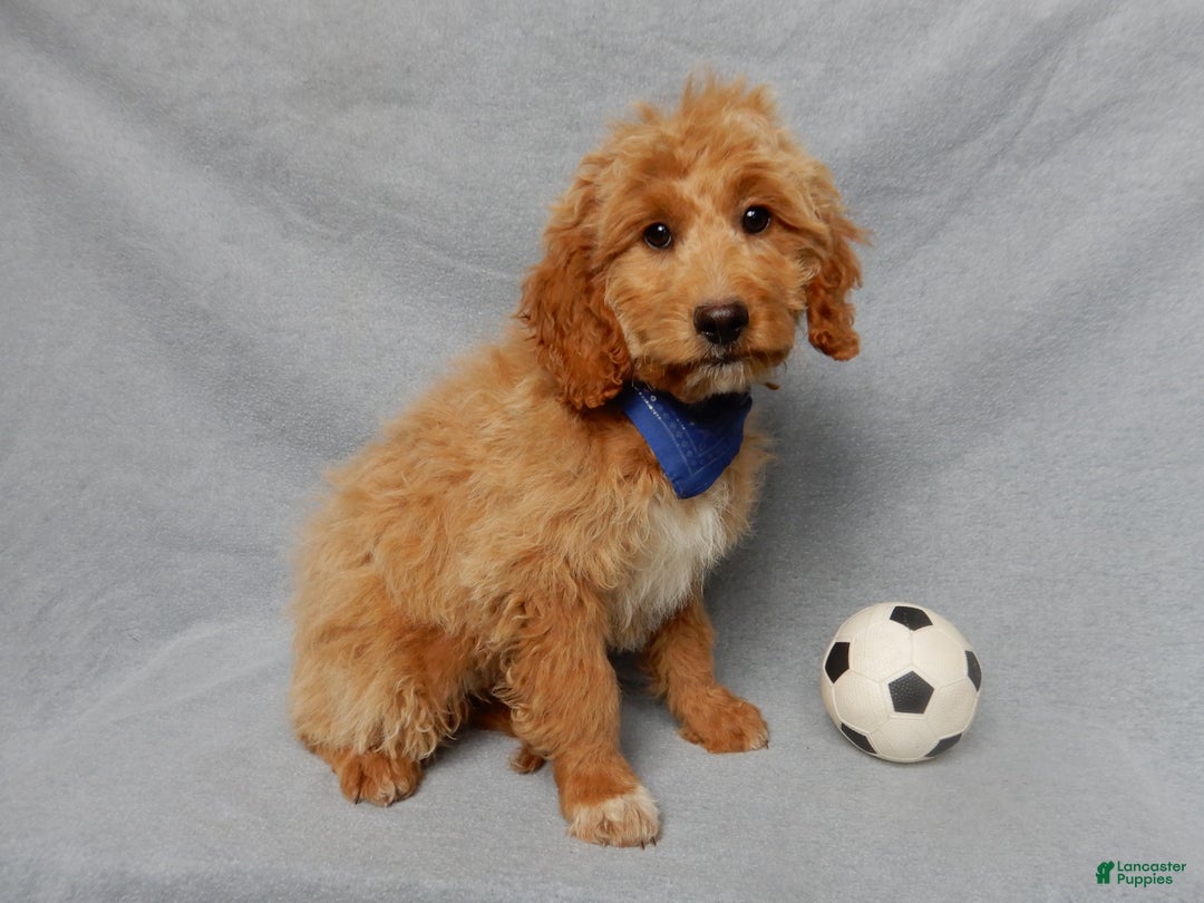 Mini Goldendoodle dogs for sale: Odie - Ad 4