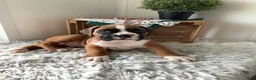 Boxer dogs for sale: Boxer Puppy 1  Lynn - Ad 5