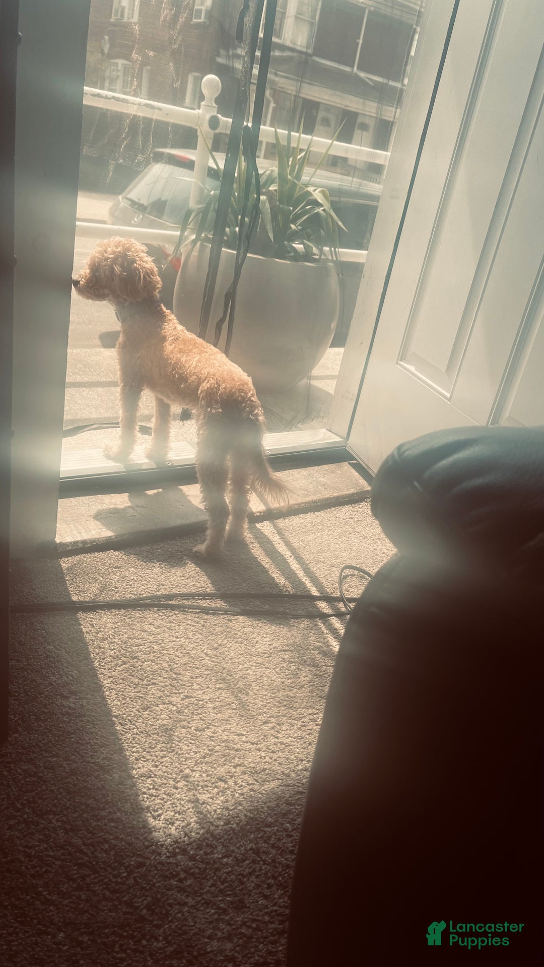 Bichpoo dogs for sale: Bichpoo Puppy 1 - Ad 4