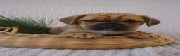 Puggle dogs for sale: Patch - Ad 4
