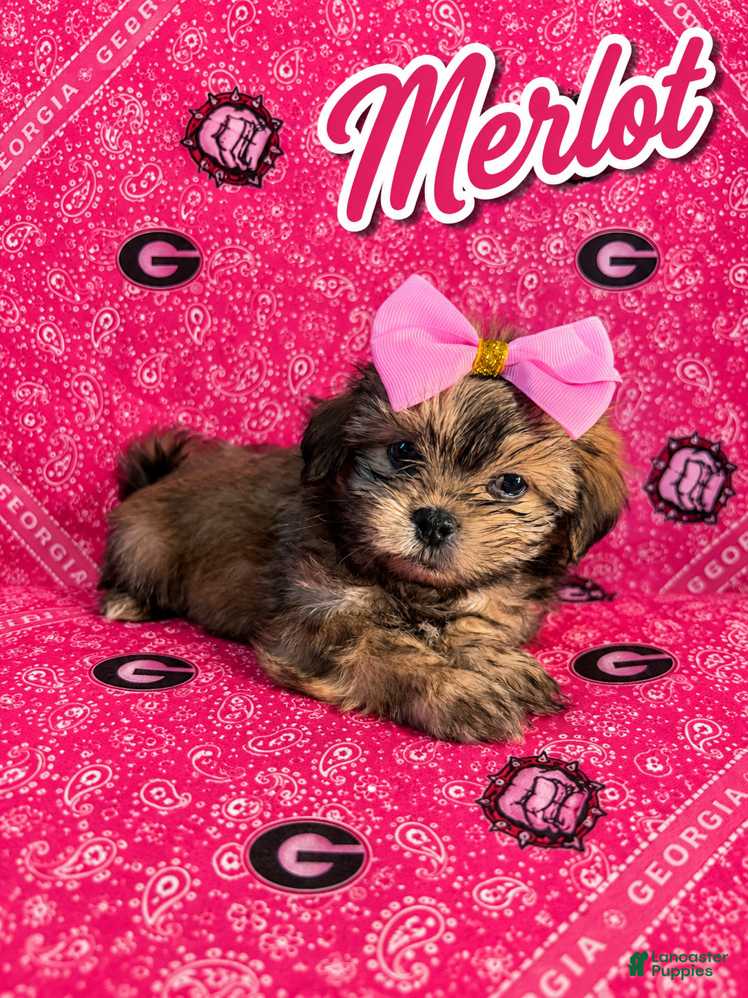 Shih Tzu dogs Merlot - Ad 1