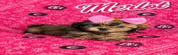 Shih Tzu dogs for sale: Merlot - Ad 1