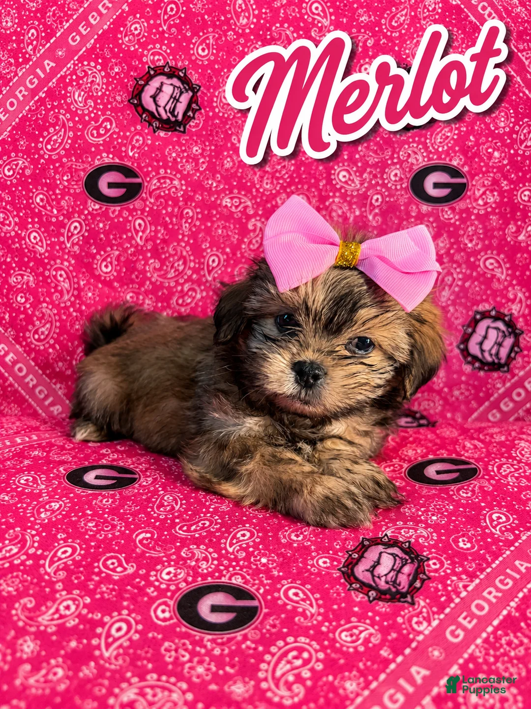 Shih Tzu dogs for sale: Merlot - Ad 1