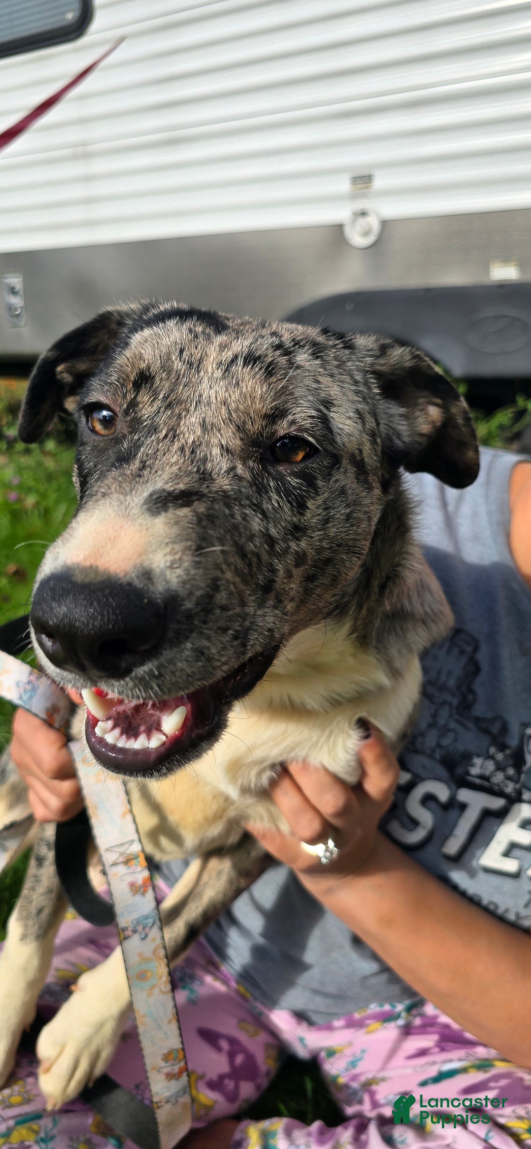 Mixed Breed dogs for sale: Rocky - Ad 5