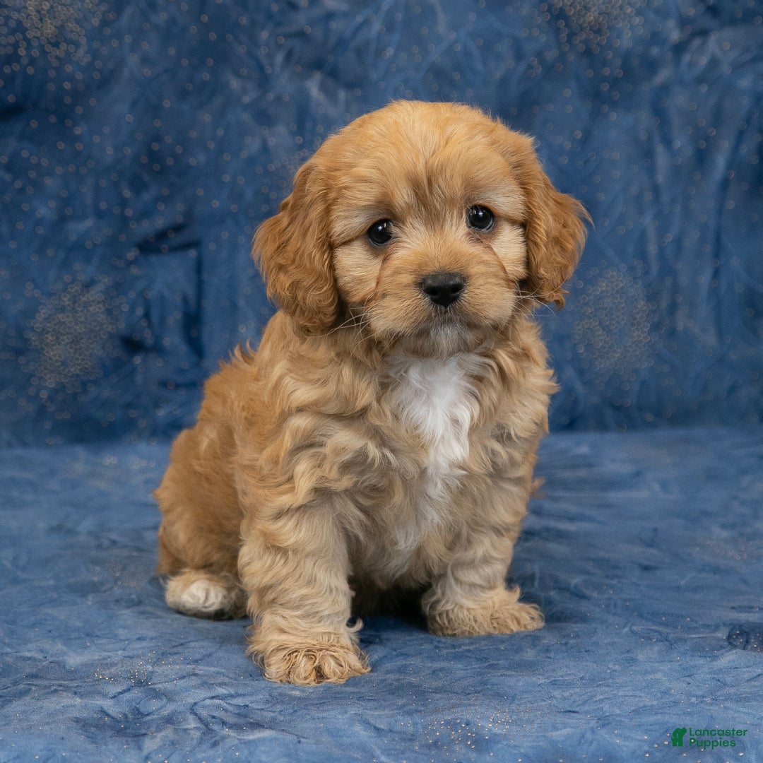 Cavapoo dogs for sale: Harley - Ad 7