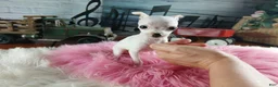 Chihuahua dogs for sale: Vanillas tiny white teacup girl. Hand Delivery  - Ad 7