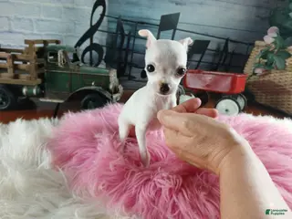 Chihuahua dogs Vanillas tiny white teacup girl. Hand Delivery - Ad 15