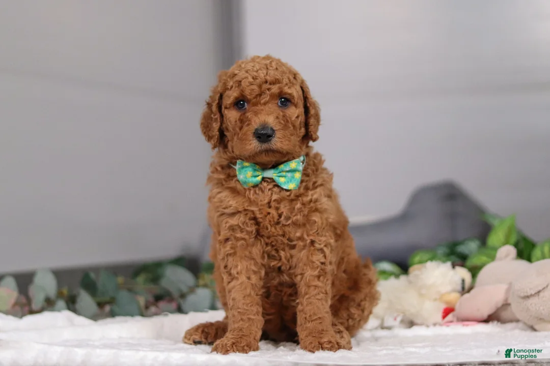 Standard Poodle dogs for sale: Hans - Ad 6