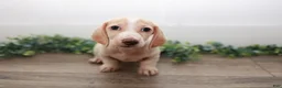 Miniature Dachshund dogs for sale: Mater - Ad 15