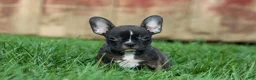 Frenchton dogs for sale: MISTY - Ad 15