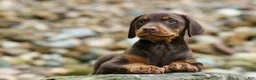 Doberman Pinscher dogs for sale:  Griffin 🐶 - Ad 11
