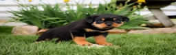 Rottweiler dogs for sale: Usher - Ad 4