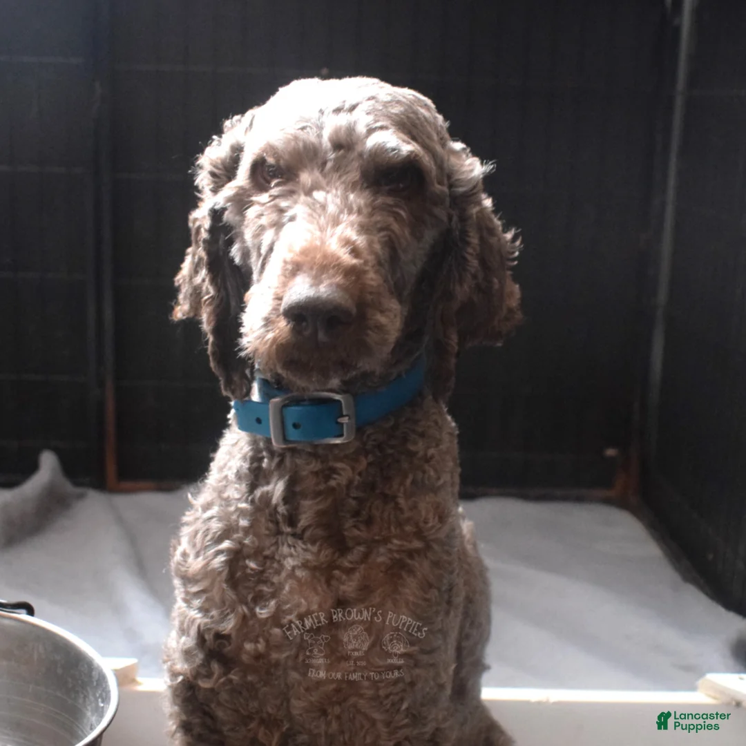 Mixed Breed dogs for sale: Diane - Ad 6