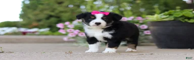 Eliza