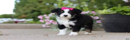 Miniature Australian Shepherd dogs for sale: Eliza - Ad 1