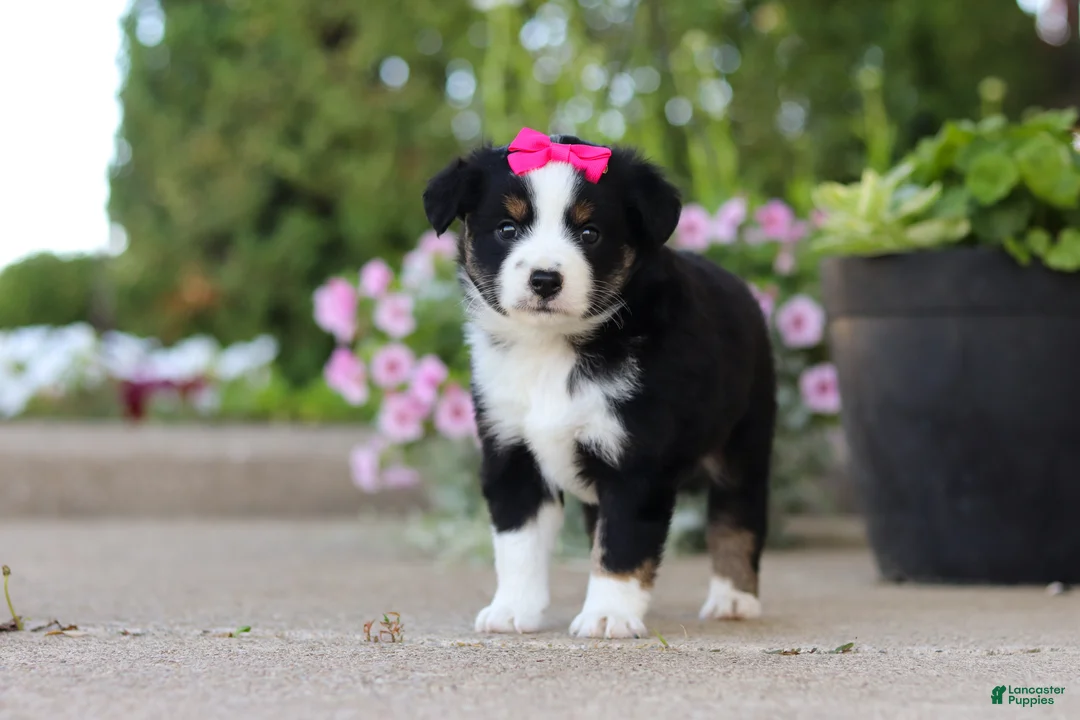 Miniature Australian Shepherd dogs for sale: Eliza - Ad 1