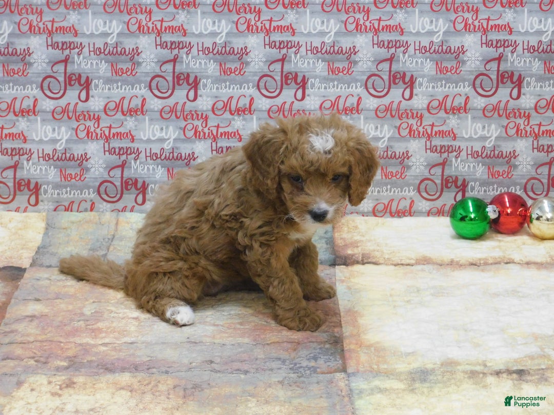 Goldendoodle dogs for sale: Mini Gracie - Ad 5