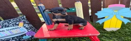 Miniature Pinscher dogs for sale: Mocha  - Ad 5