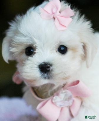 Maltese dogs Maltese 1 - Ad 1