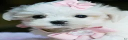 Maltese dogs for sale: Maltese 1 - Ad 1