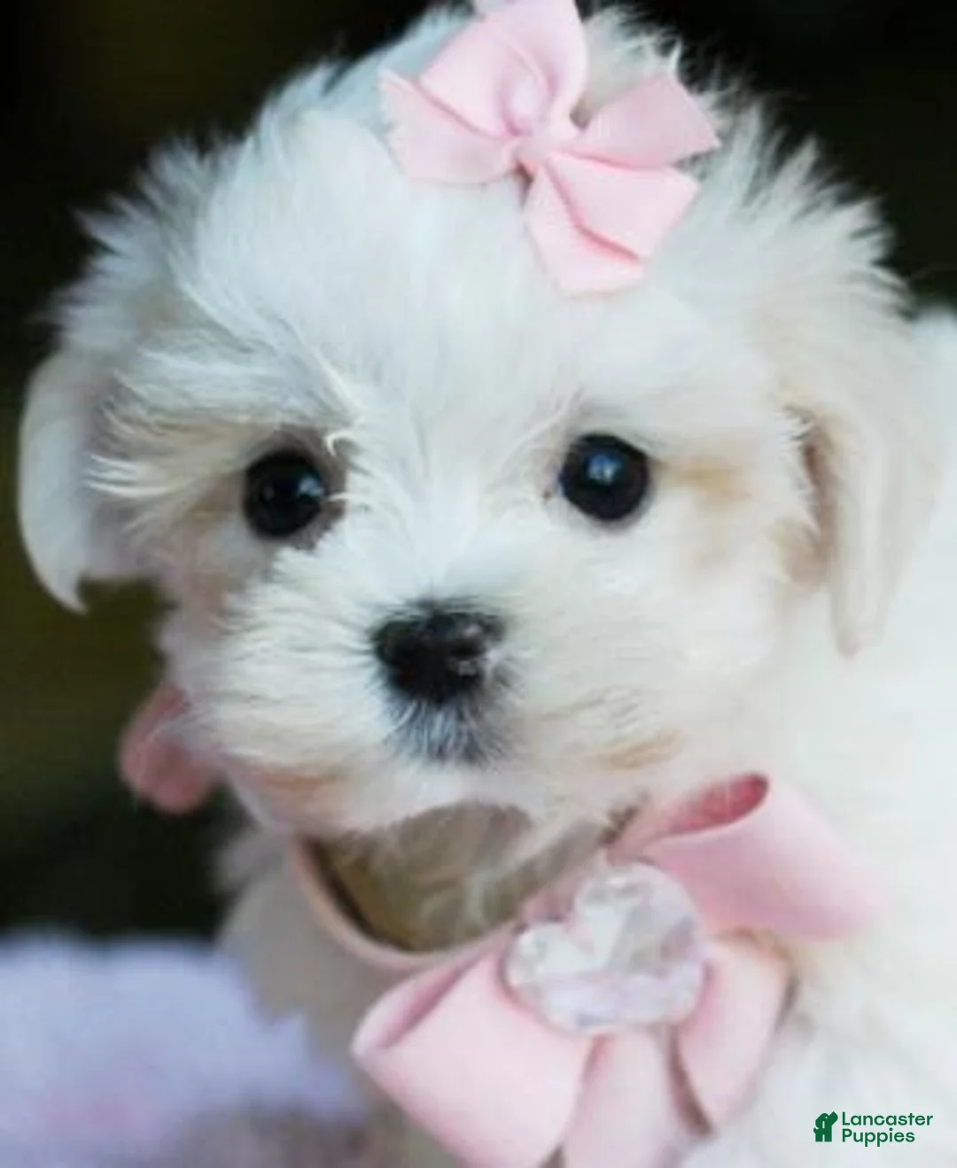 Maltese dogs for sale: Maltese 1 - Ad 1