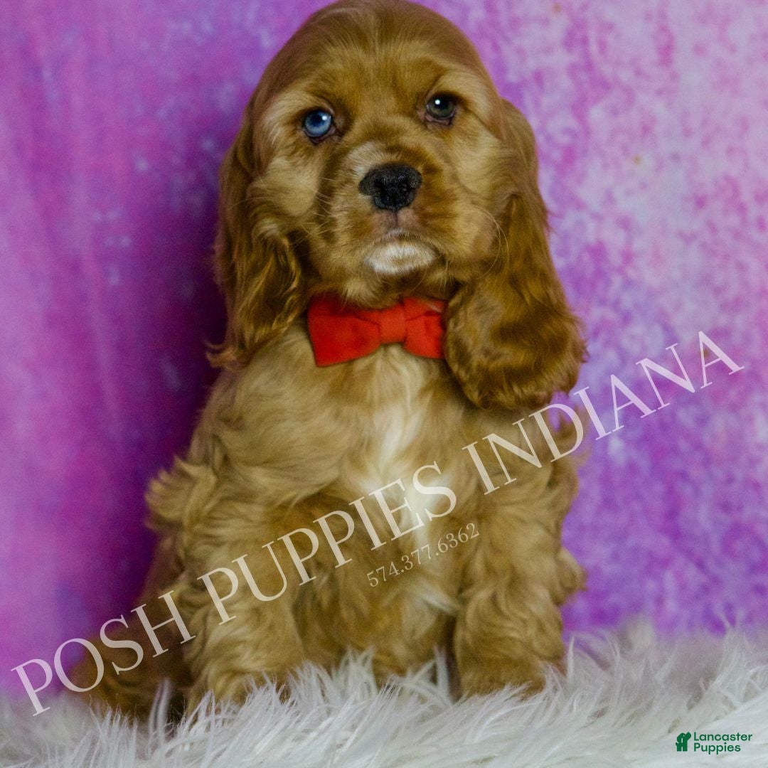 Cocker Spaniel dogs Bowie - Ad 1