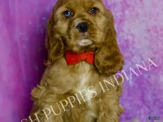 Cocker Spaniel dogs Bowie - Ad 32