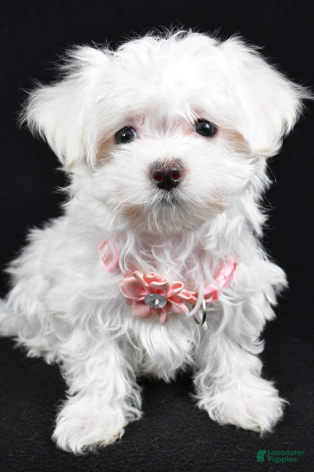 Maltese dogs for sale: Lacey - Ad 6
