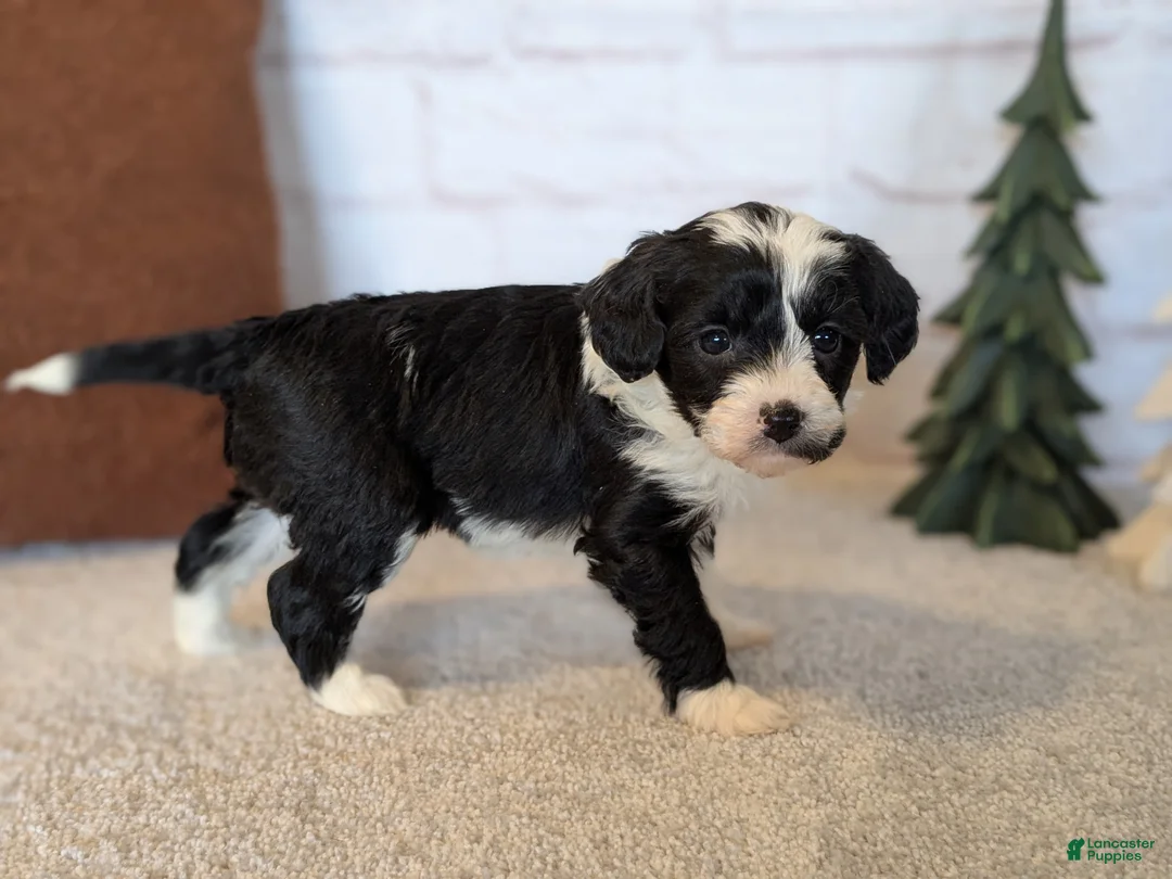 Mixed Breed dogs for sale: RoxAnn  - Ad 10