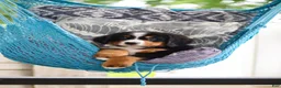 Bernese Mountain Dog dogs for sale: Caleb - Ad 5