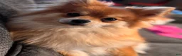 Pomeranian dogs for sale: Rolly polly - Ad 5