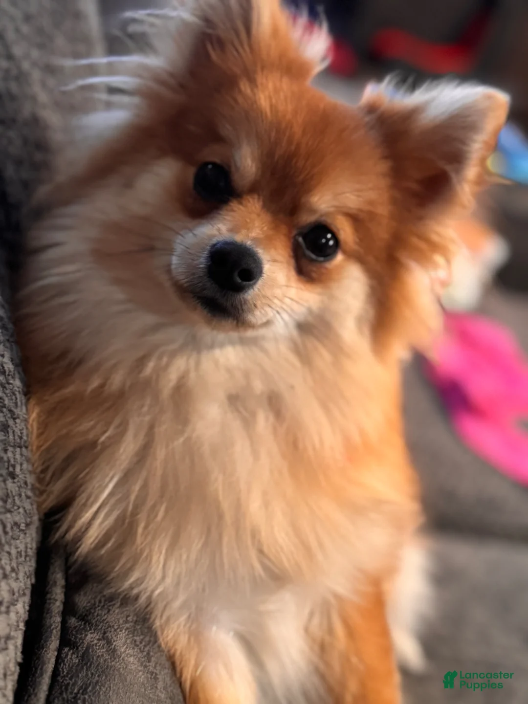 Pomeranian dogs for sale: Rolly polly - Ad 5