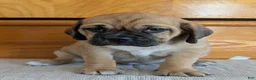 Puggle dogs for sale: Chance  - Ad 13