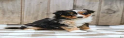 Australian Shepherd dogs for sale: Rylie - Ad 4
