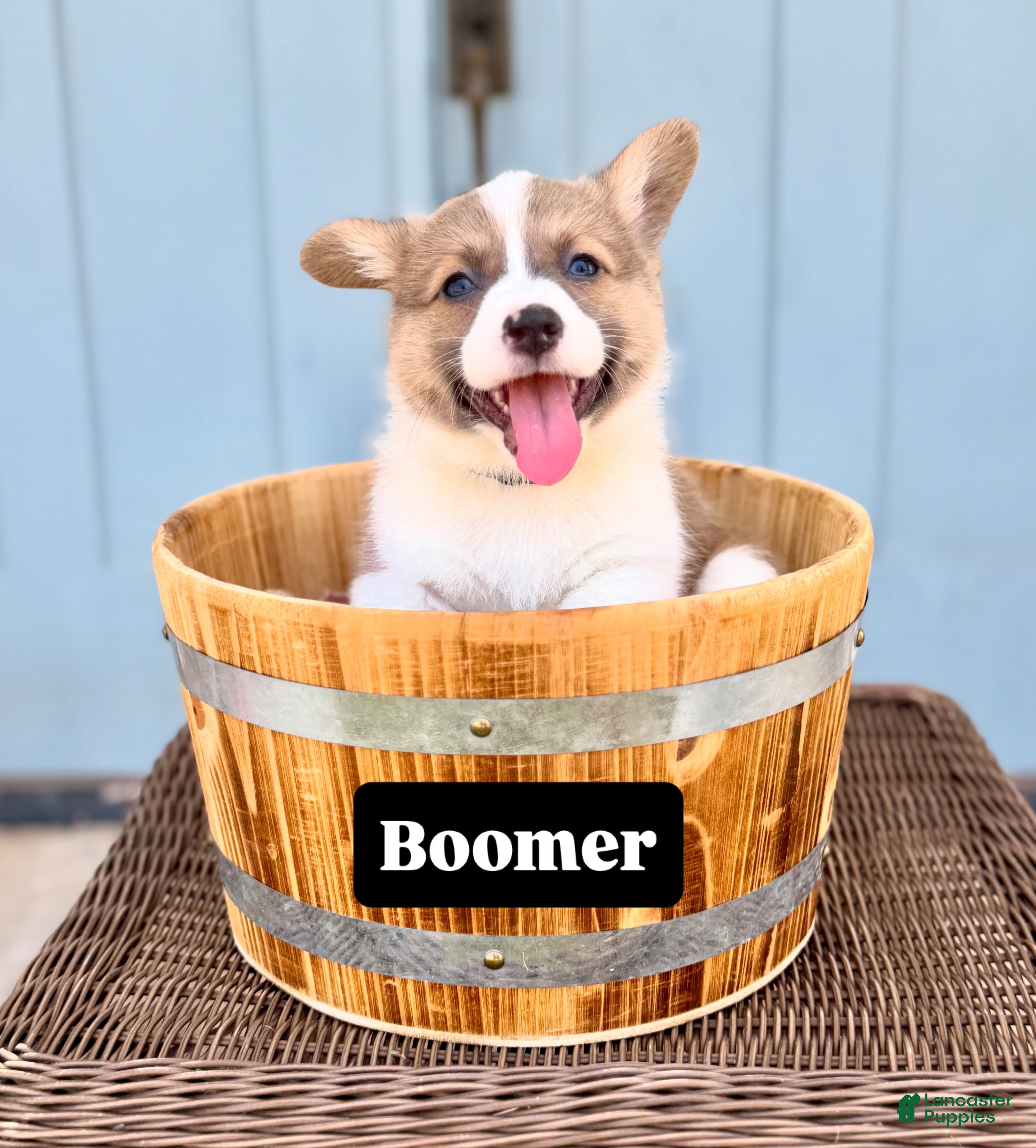Welsh Corgi Pembroke dogs Boomer - Ad 15