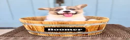 Welsh Corgi Pembroke dogs for sale: Boomer - Ad 1