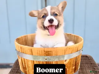 Welsh Corgi Pembroke dogs Boomer - Ad 15