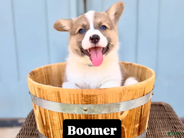 Welsh Corgi Pembroke dogs for sale: Boomer - Ad 18
