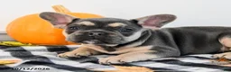 French Bulldog dogs for sale: Archie - Ad 3