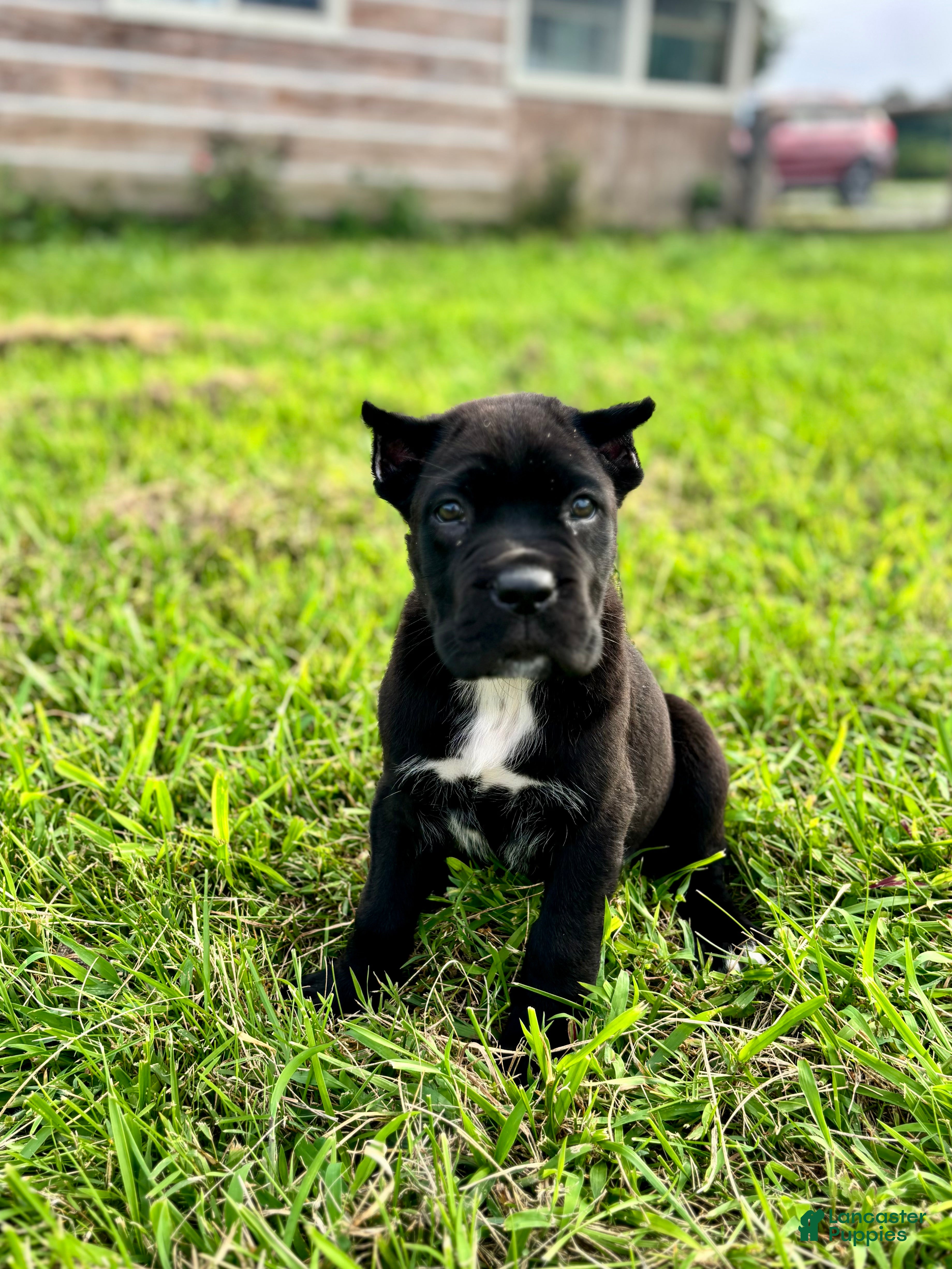 Cane Corso dogs Bear - ICCF Registered Cane Corso Italian Mastiff - Ad 1