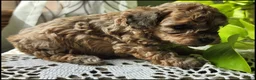 Toy Poodle dogs for sale: Tilah - Ad 3