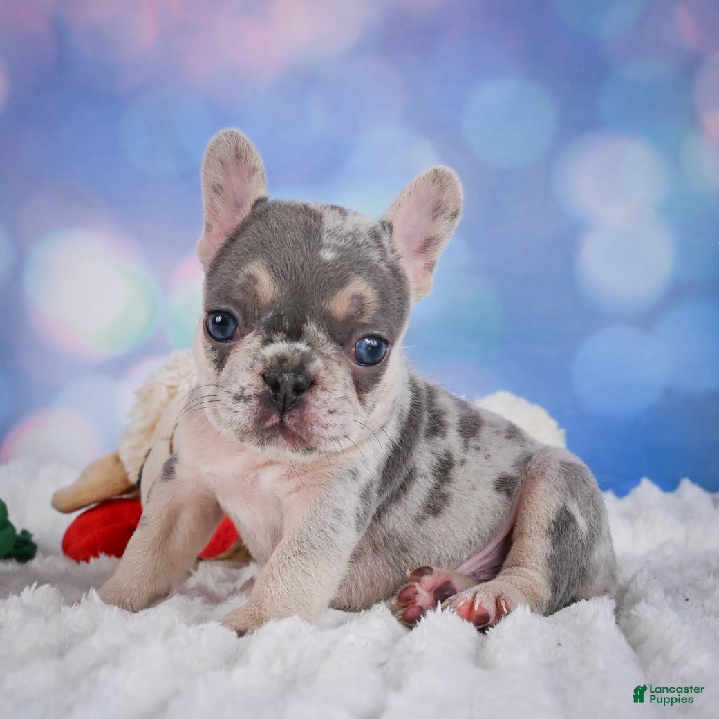 French Bulldog dogs for sale: Rose - Ad 7