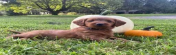 Miniature Labradoodle dogs for sale: Georgia-mini red F1b - Ad 9