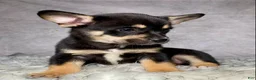Mixed Breed dogs for sale: Mr. Bailey - Ad 3