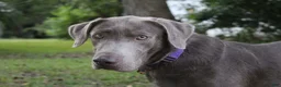 Labrador Retriever dogs for sale: Beau - Ad 6