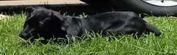 Cane Corso dogs for sale: Cain AKC red collar - Ad 6