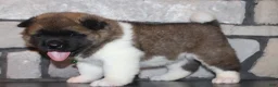 Akita dogs for sale: AKC Bear - Ad 10
