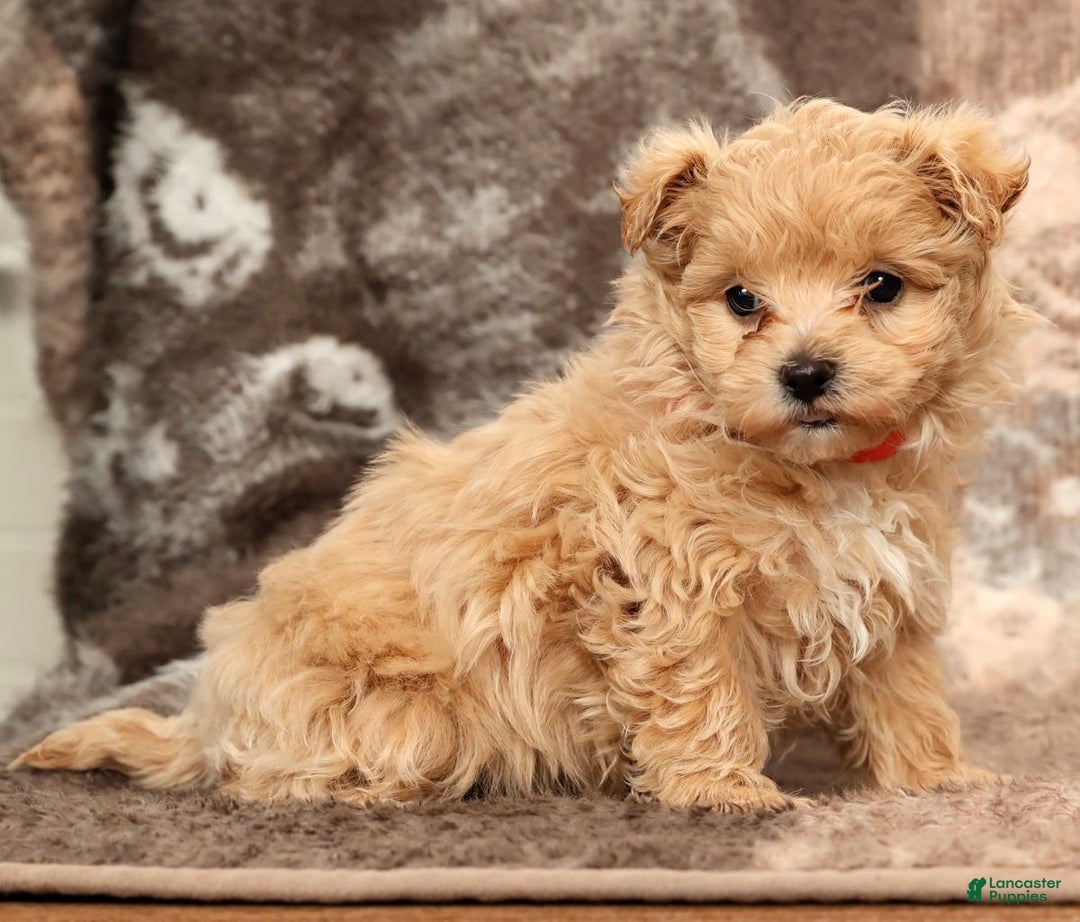 Maltipoo dogs for sale: Nova - Ad 5