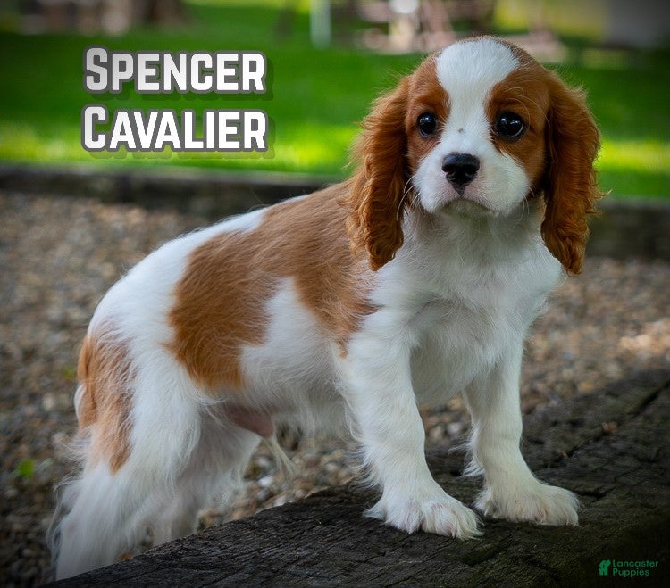 Cavalier King Charles Spaniel dogs Spencer - Ad 1