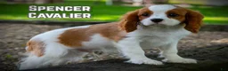 Cavalier King Charles Spaniel dogs for sale: Spencer - Ad 1